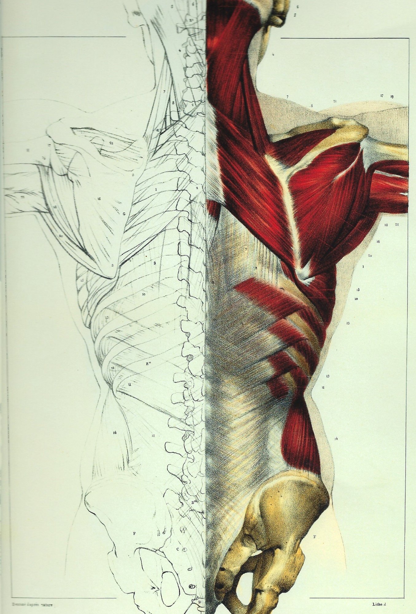 musculoskeletal-1