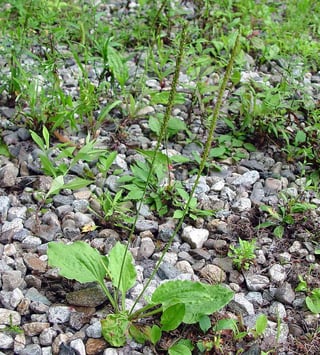 plantago-major-ha-ahaines-a