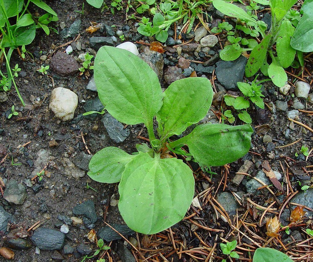 plantago